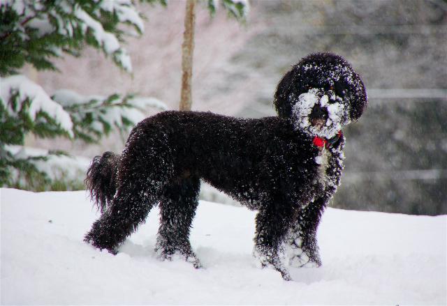 Stella waiting for "SnowBird" Time