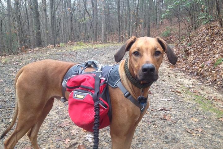 Dog Friendly Hiking Trails In North Carolina Bring Fido Dog Friendly Hiking Trails In North Carolina Bring Fido