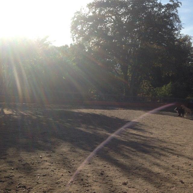 Canine Corral at Hap Magee Ranch Park