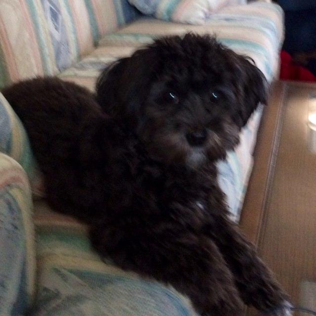 relaxing on the Sofa