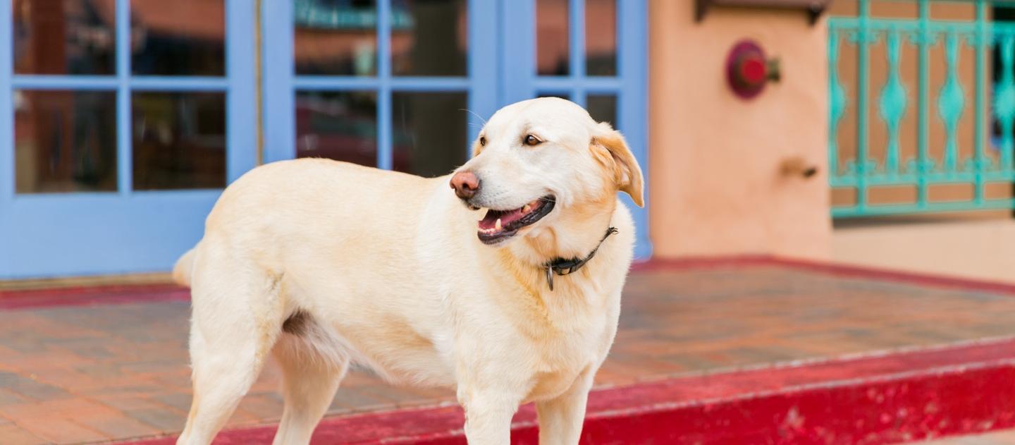 Dog Friendly Golden, CO