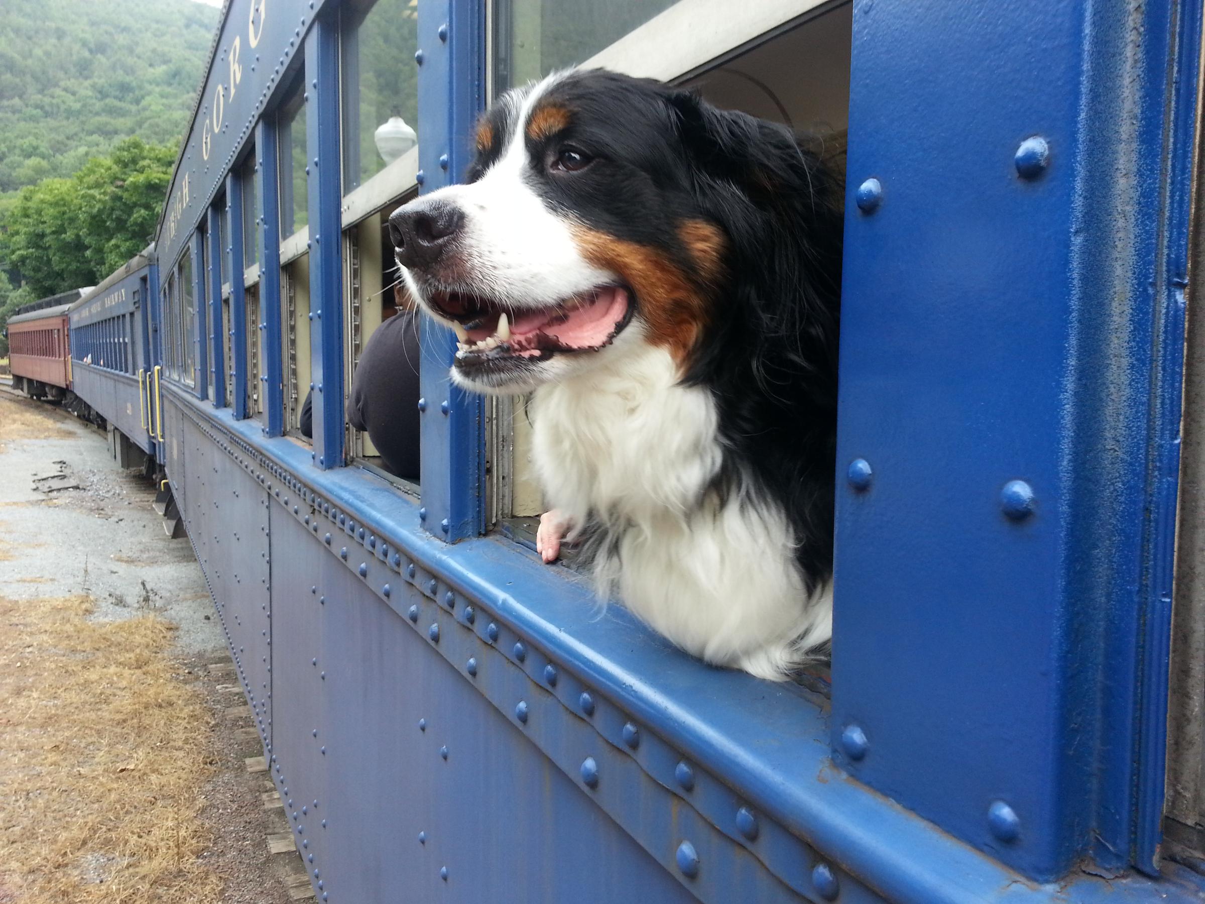 Pet Friendly Lehigh Gorge Scenic Railway