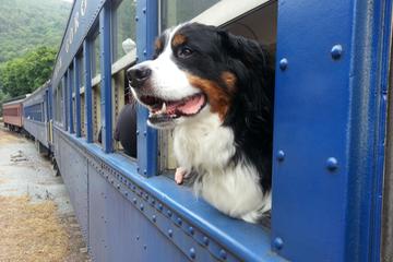 Can I Take a Dog on a Train: Essential Tips for Pet Travelers