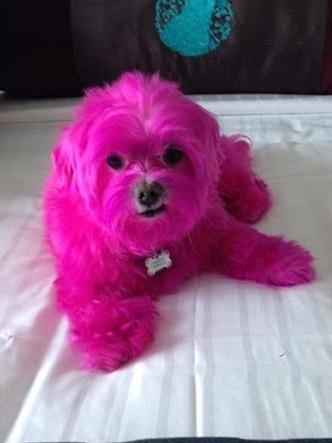 go dog pink dragon