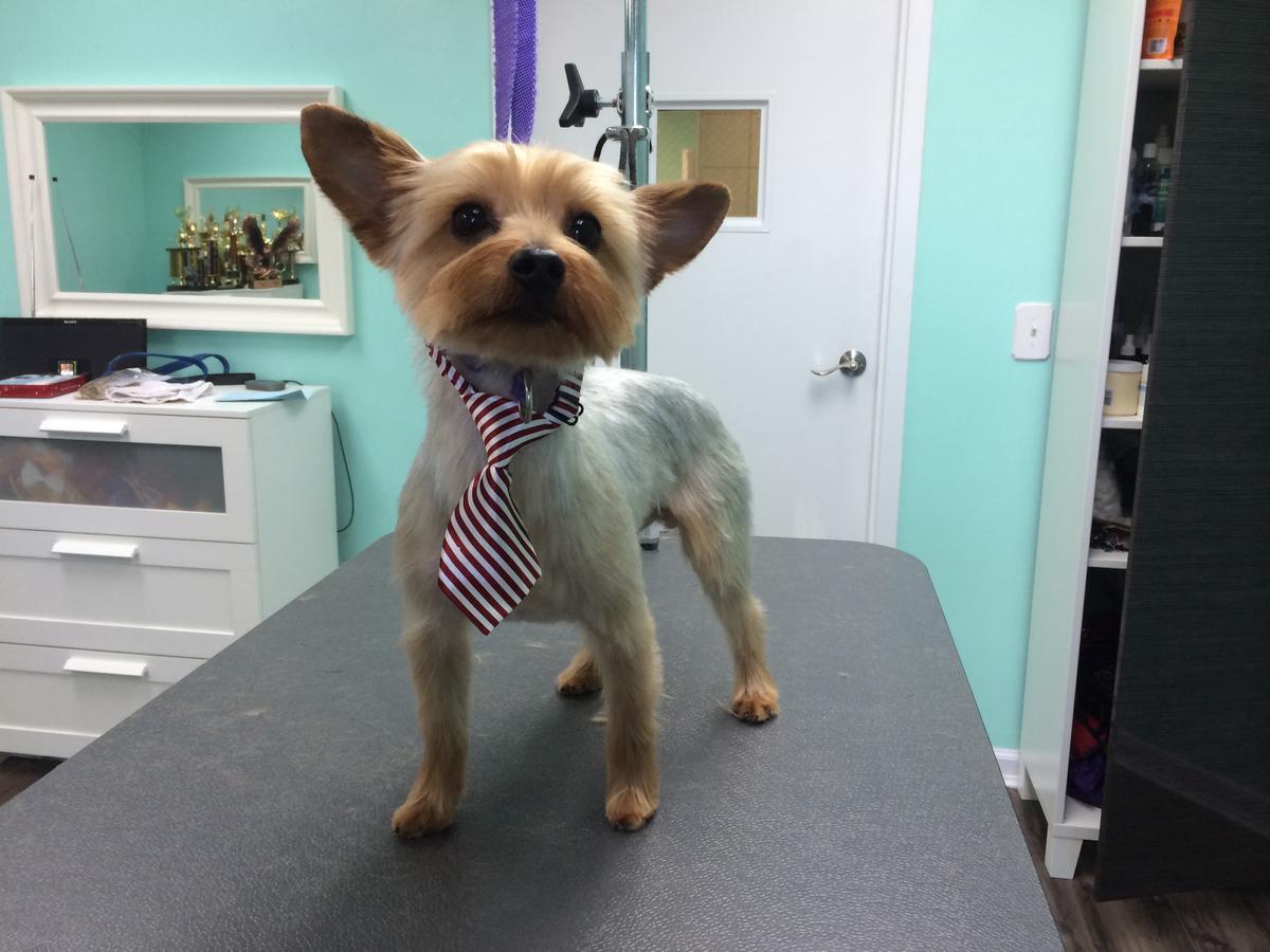 Django the adorable Yorkie