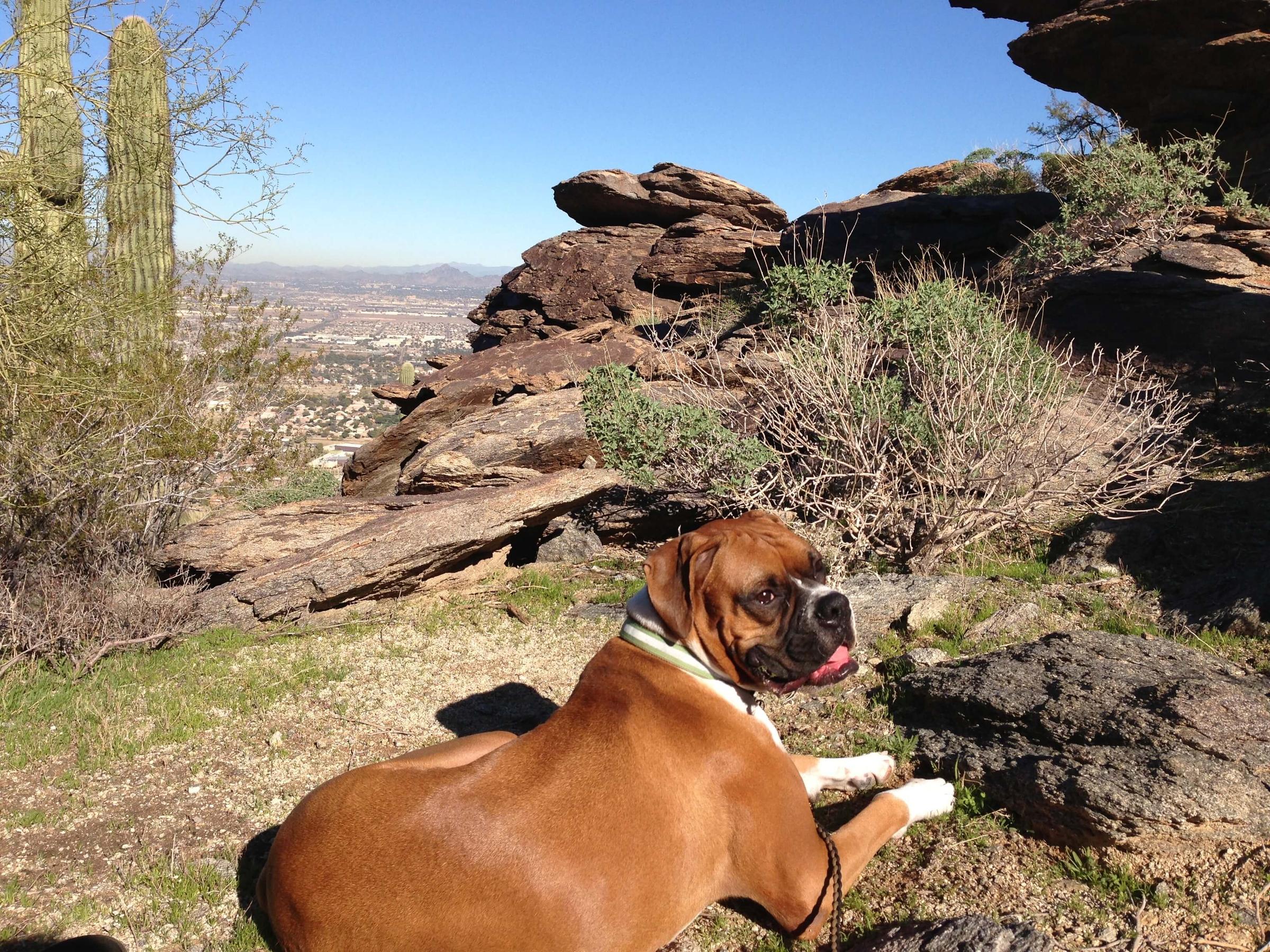 Pet Friendly South Mountain Park and Preserve