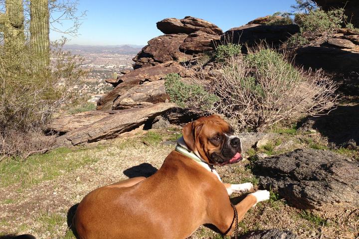 Pet Friendly South Mountain Park and Preserve