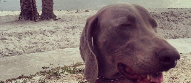 Dog Friendly Cedar Key, FL