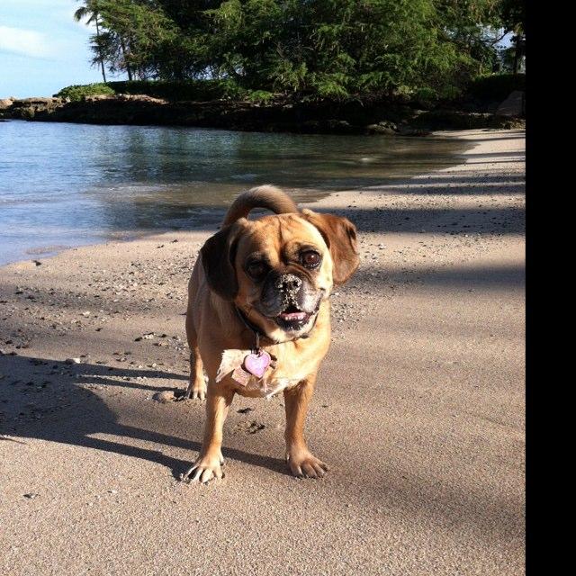 Pictures of Dogs in Hawaii