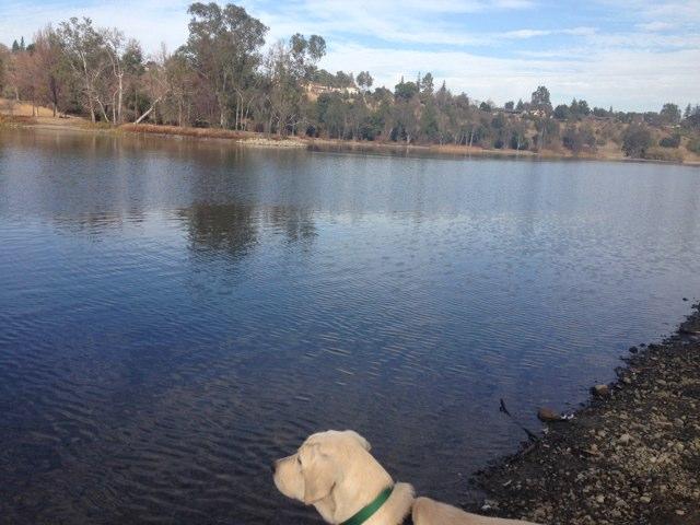 Dog Friendly Hiking Trails in Santa Cruz CA BringFido