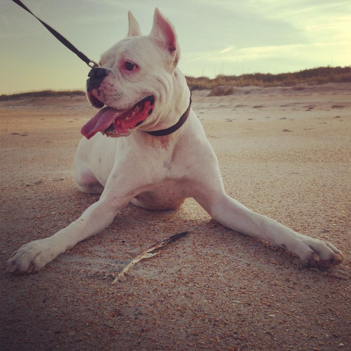 Grant - the white boxer