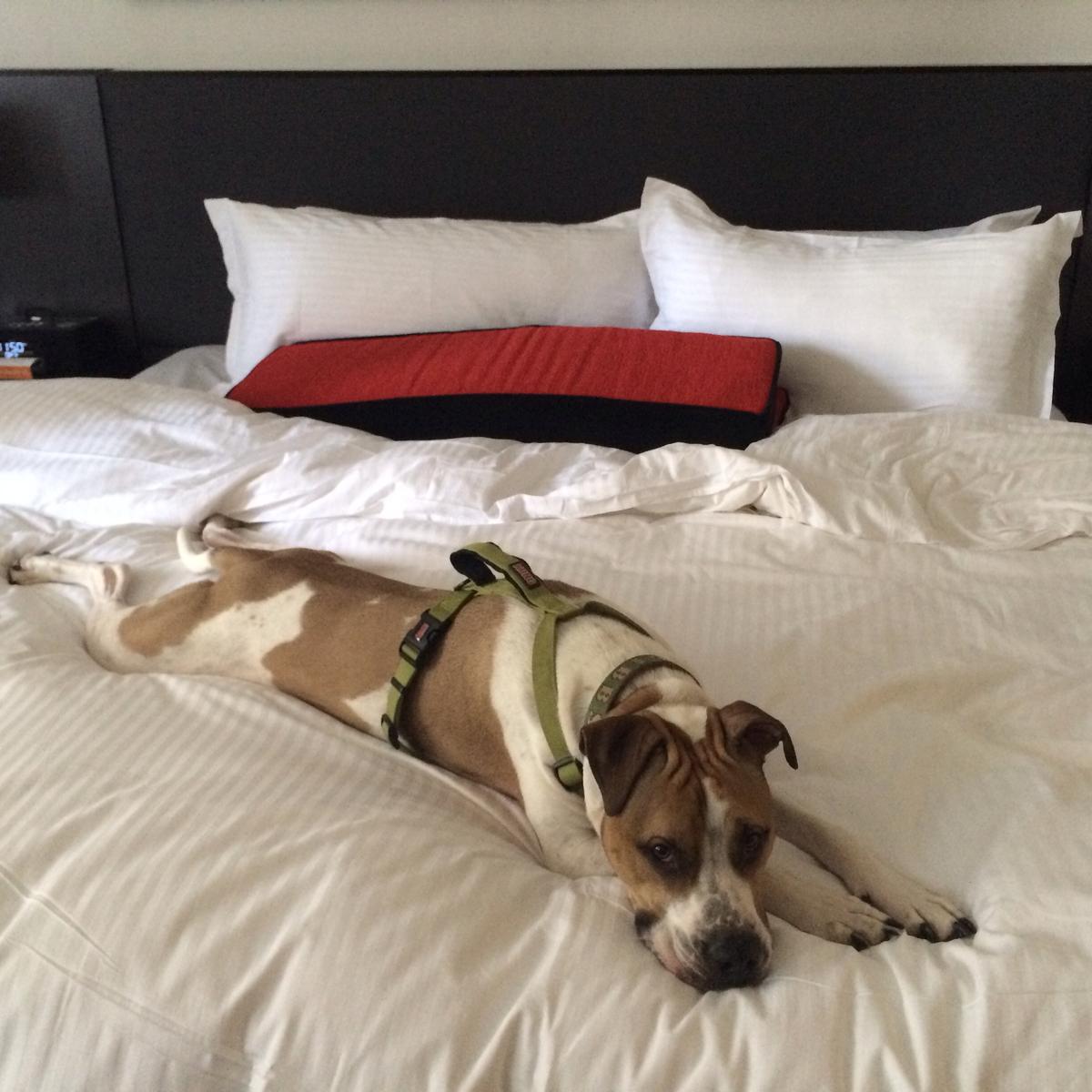 Pet-friendly hotels roll out the red carpet for your favorite traveling  companion