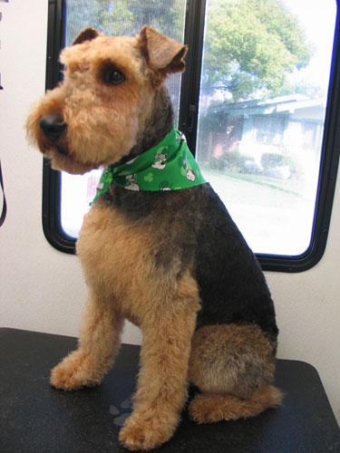 Pet Friendly Sparkle Mobile Dog Grooming
