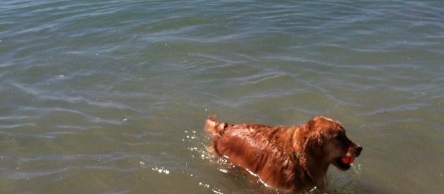 Dog Friendly Manasota Key, FL