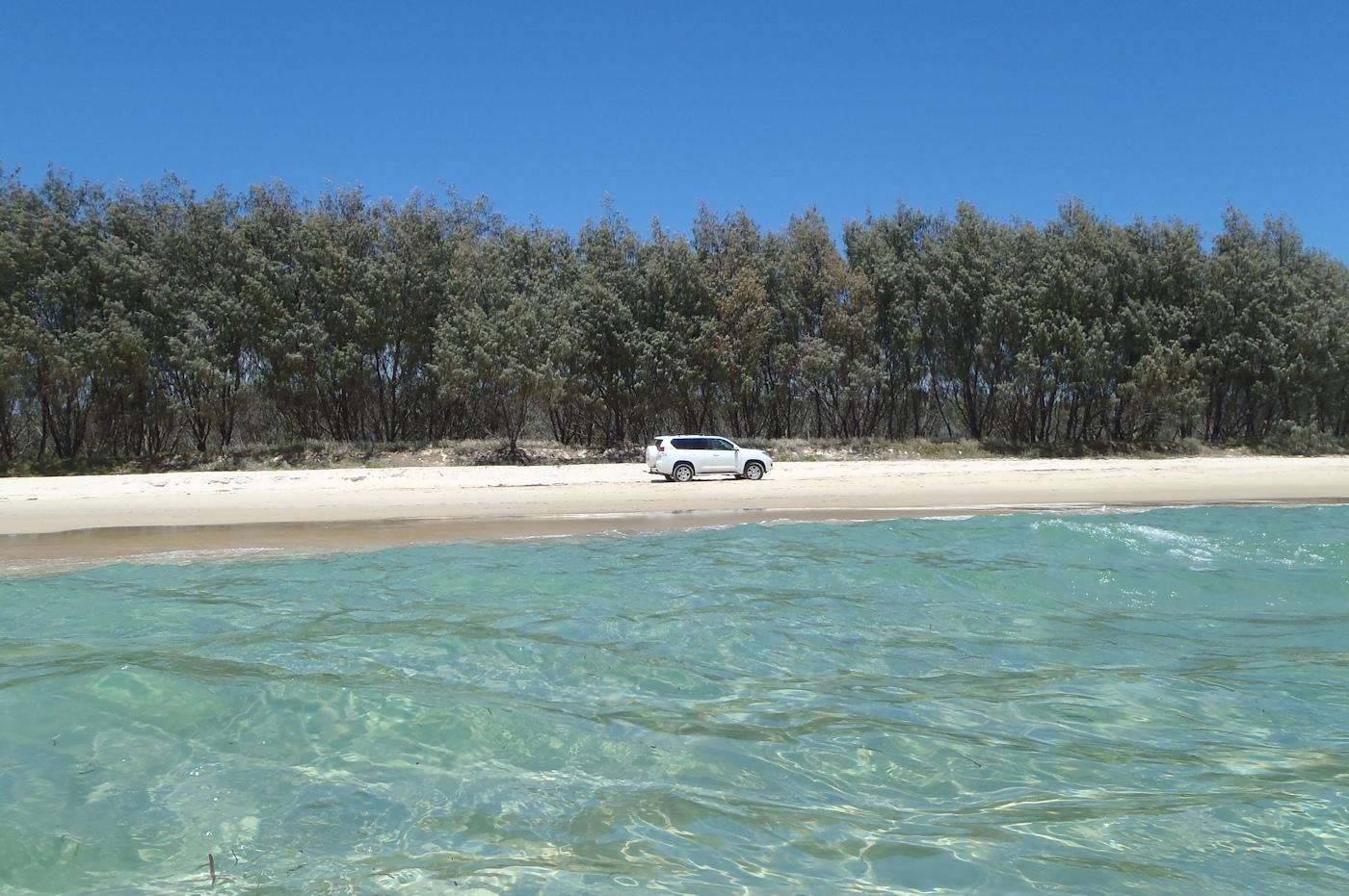 are dogs allowed on stradbroke island