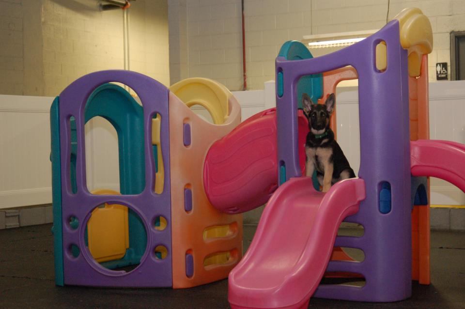 Pet Friendly Club Fido Daycare & DogSports Training Center