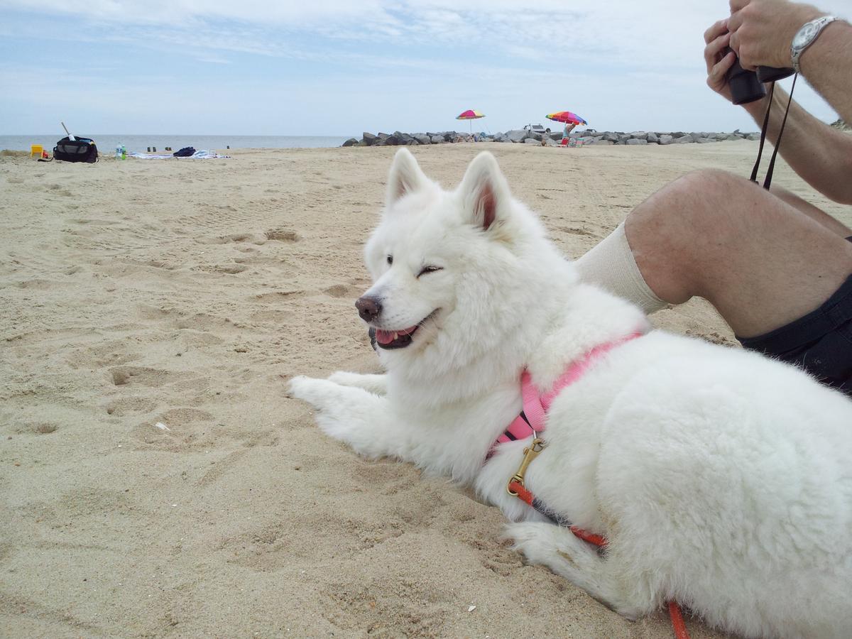 are dogs allowed in cape henlopen state park