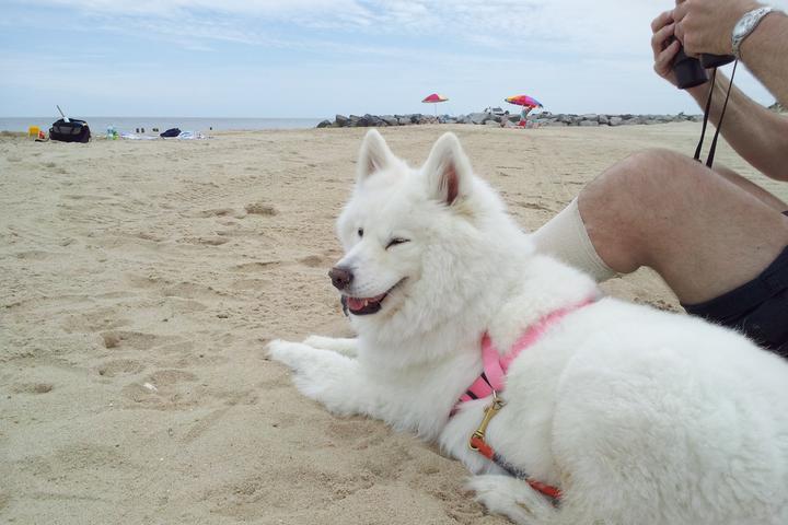 Pet Friendly Cape Henlopen State Park