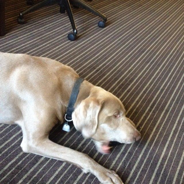 Dog Friendly Cookeville, TN Bring Fido