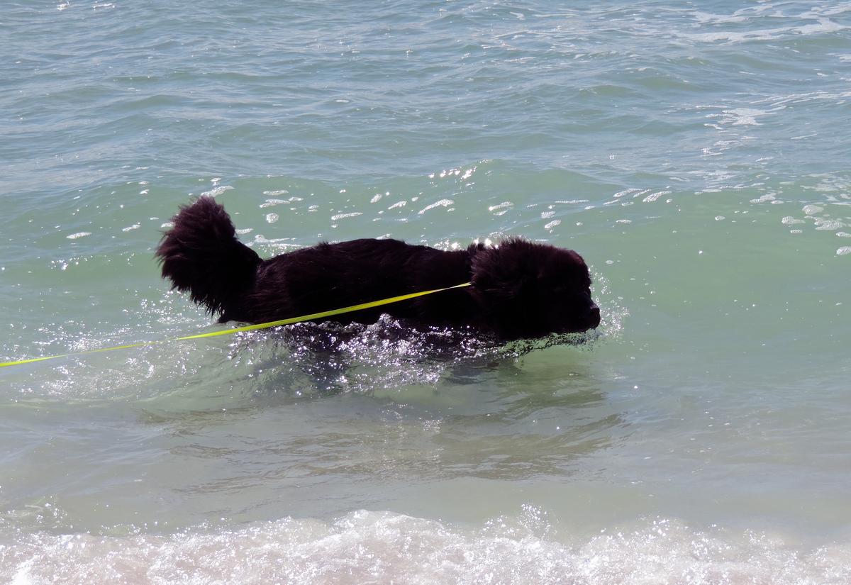 are dogs allowed on beach in panama city florida