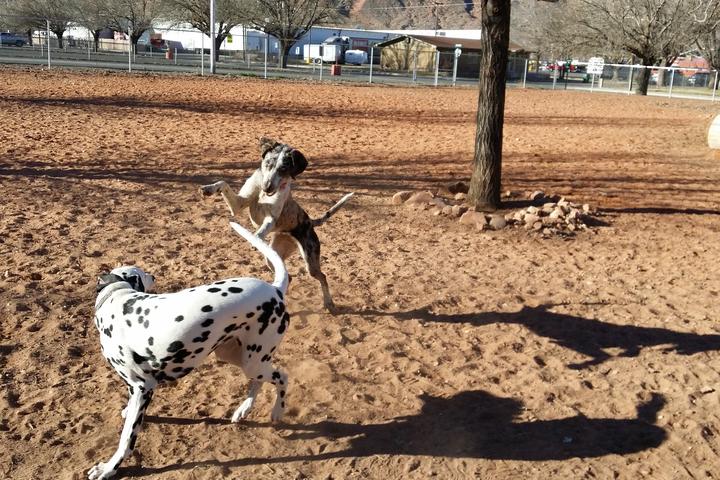 Dog Friendly Activities in Moab, UT - BringFido