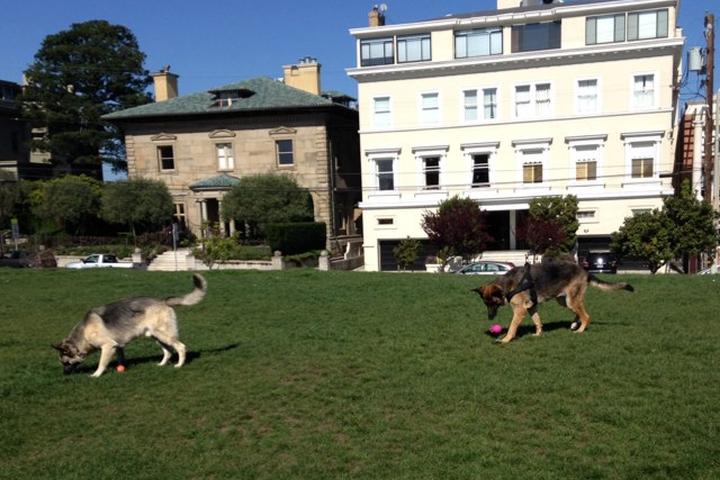 Pet Friendly Alta Plaza Dog Play Areas