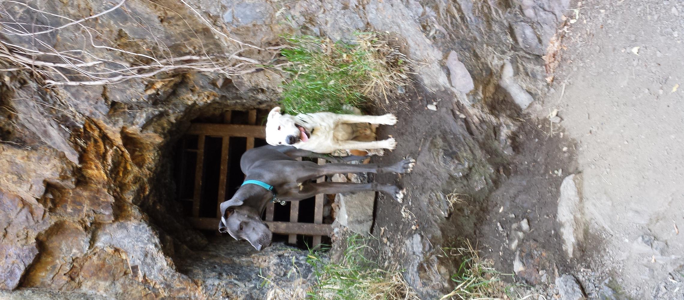 Gus & Boone exploring the old tin mines Gus & Boone exploring the old tin mines