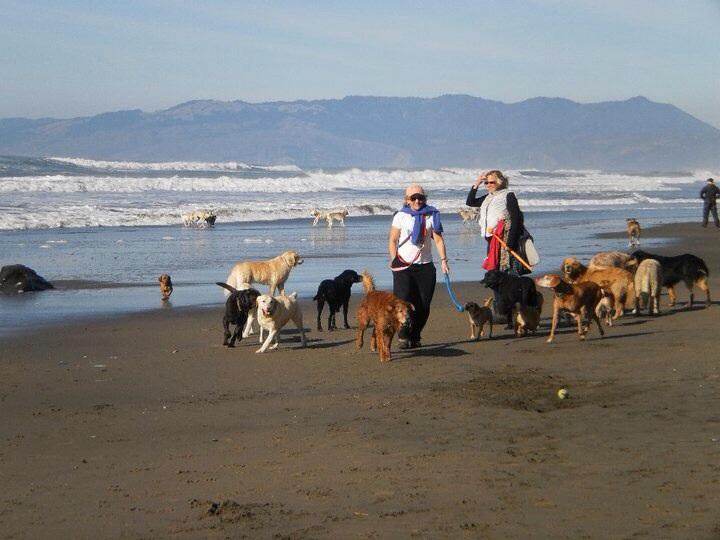 are dogs allowed on alameda beach
