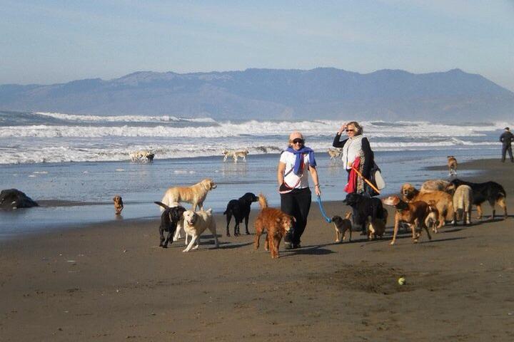 Pet Friendly Fort Funston Beach