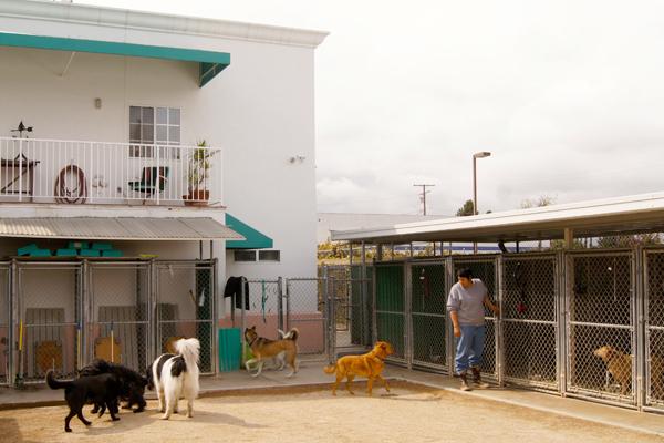 Dog Daycare in Long Beach, CA: Your Ultimate Guide