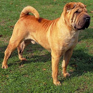 shar pei american