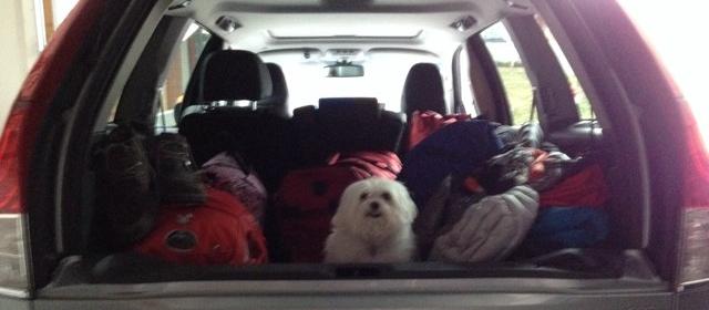 Dog Friendly Silverthorne, CO