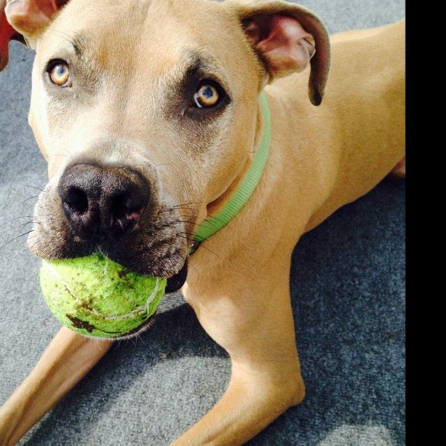 Dog Friendly Lancaster, PA