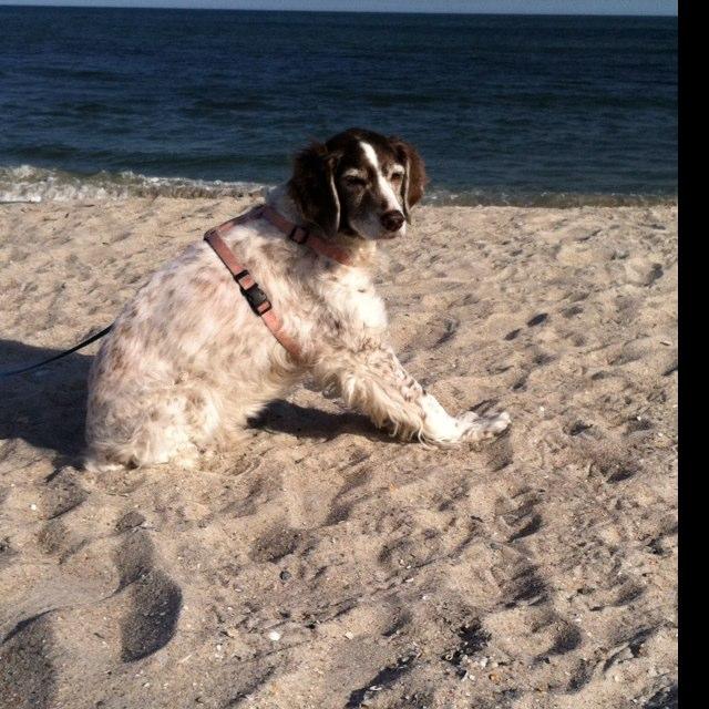 Dog Friendly Amelia Island, FL