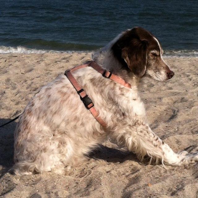 Dog Friendly Amelia Island Fl Bringfido