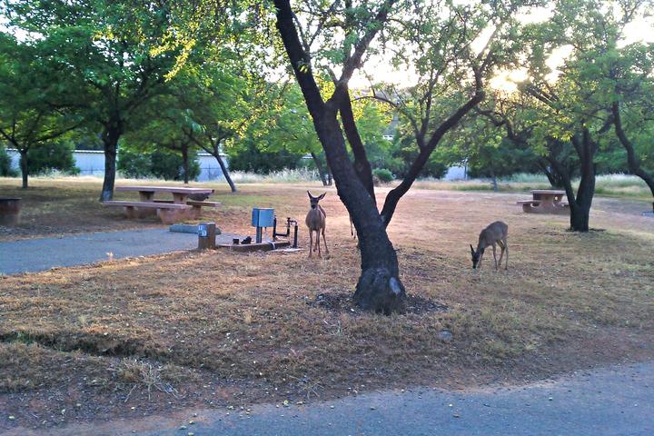 Pet Friendly Lake Oroville SRA Campground