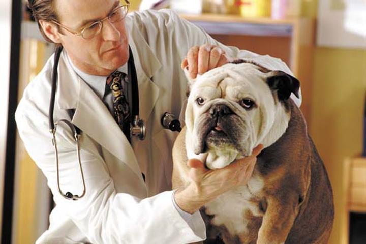 Pet Friendly Loving Touch Animal Hospital