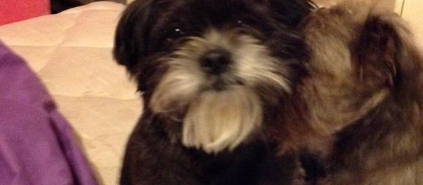 Dog Friendly Lewisville Tx Bringfido