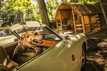 Pet Friendly Hotels In Pennsylvania Bringfido