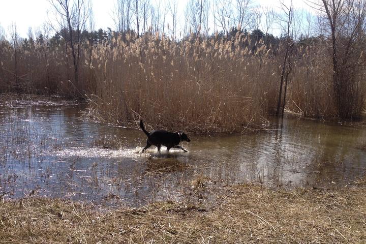 Pet Friendly Greenwood Conservation Area (North End of Ajax)