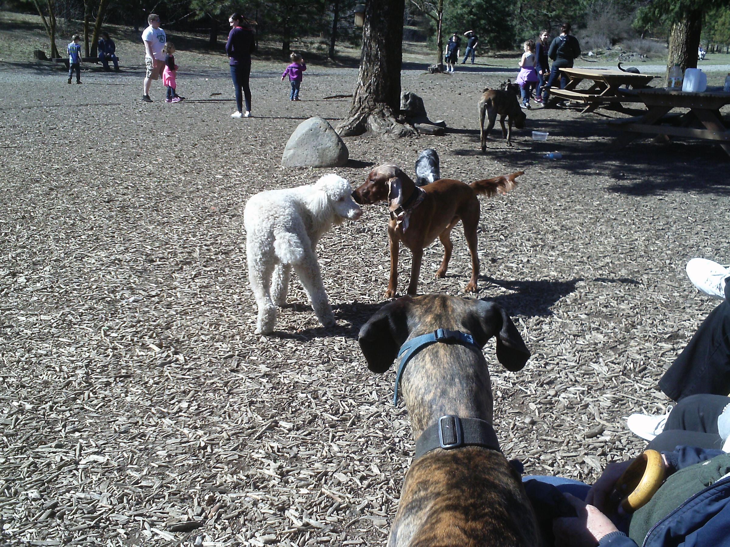Pet Friendly SpokAnimal Dog Park at High Bridge