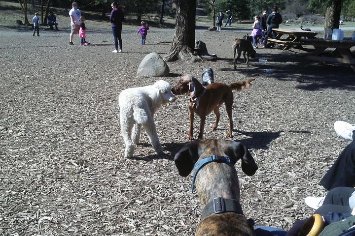 Pet Friendly SpokAnimal Dog Park at High Bridge
