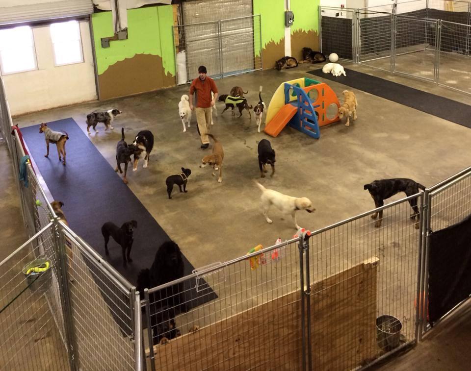 K9 daycare 2024 near me