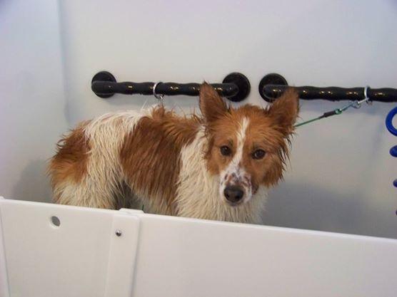 Splash store dog spa