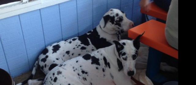 Dog Friendly Ormond by the Sea, FL