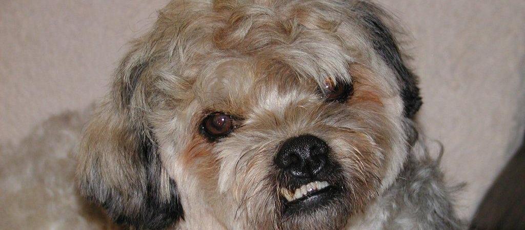 Dog Friendly Homosassa, FL