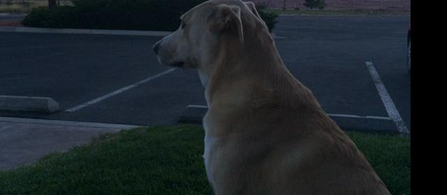 Dog Friendly Page Az Bringfido