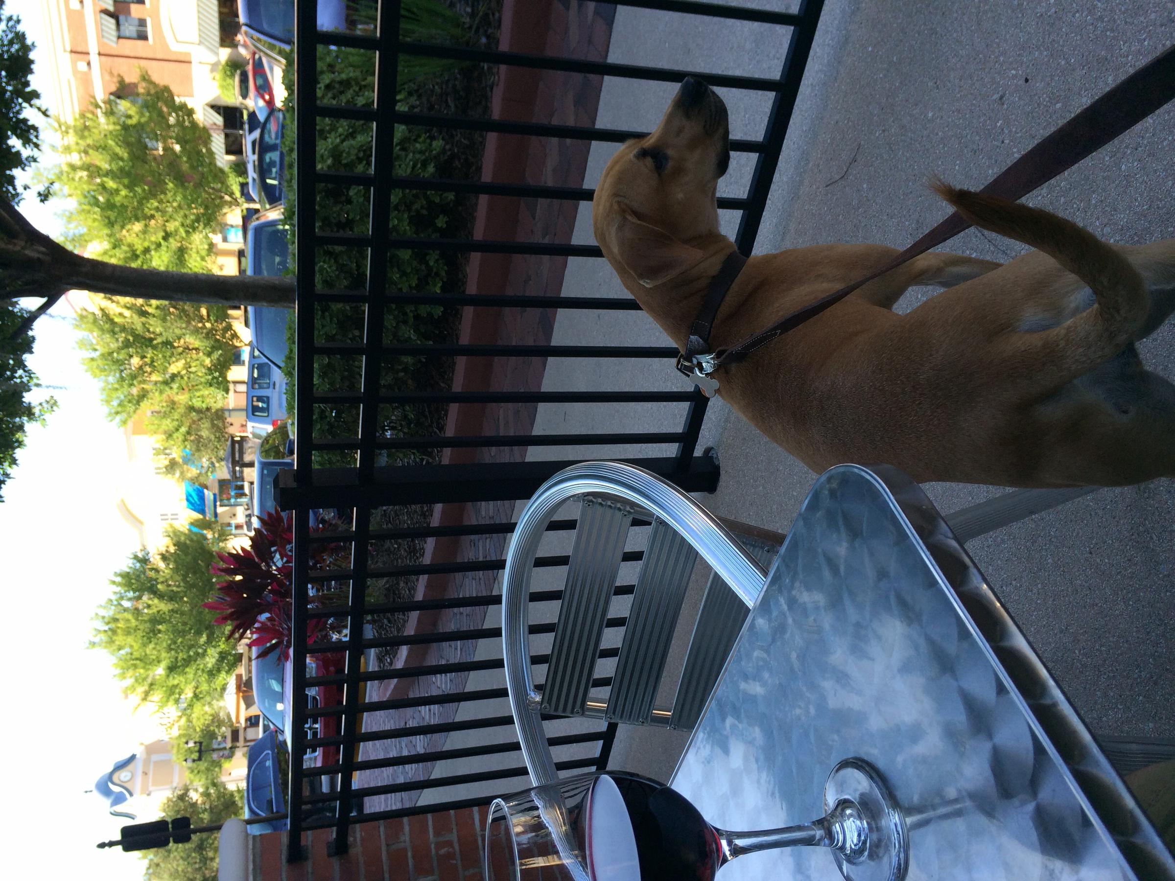 Dog Friendly Restaurants In Winter Garden Fl Bringfido