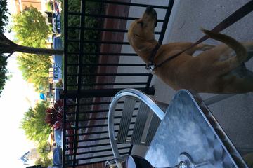 Dog Friendly Restaurants In Winter Garden Fl Bringfido