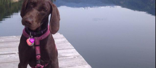 Dog Friendly Christina Lake, BC